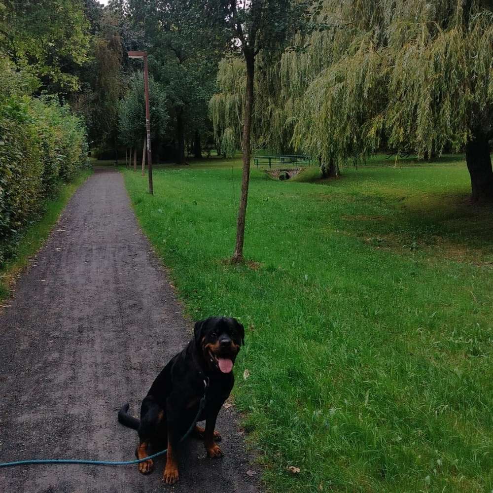 Hundetreffen-Ob gross, ob klein alle Hunde sind fein-Profilbild