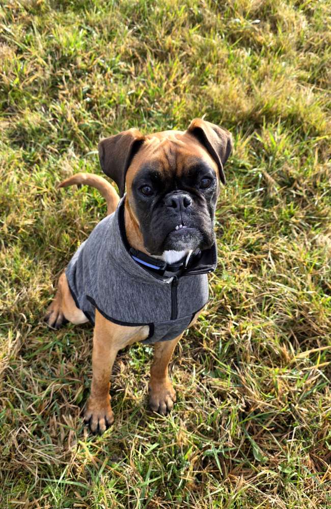 Hundetreffen-Gassidate-Profilbild