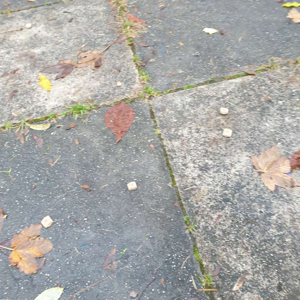 Giftköder-Hundefutter ausgelegt und glasscherben-Profilbild