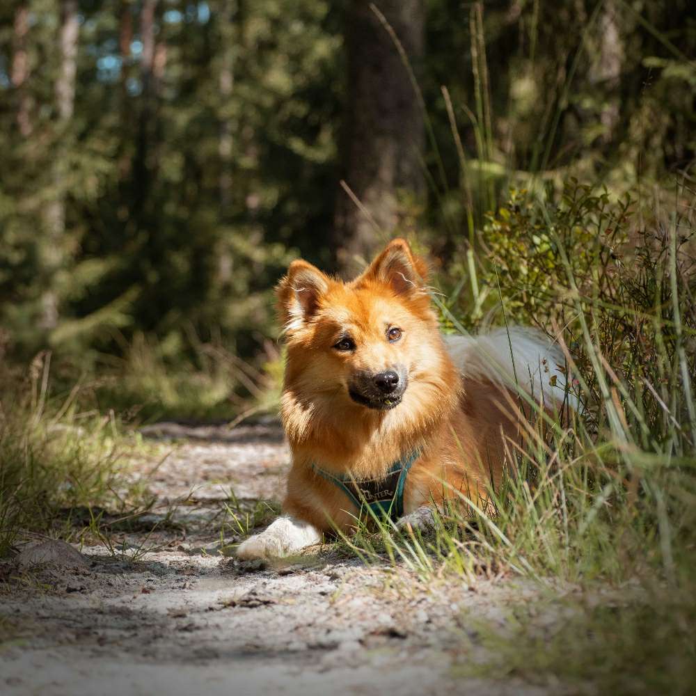 Hundetreffen-Hundetreffen-Profilbild