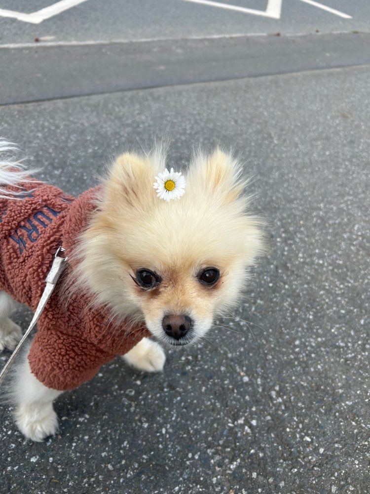 Hundetreffen-Souveränen Gassikumpel gesucht-Profilbild