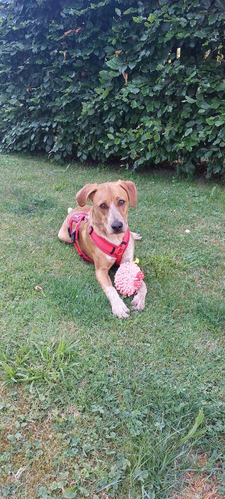 Hundetreffen-Spazieren, wandern und spielen-Profilbild