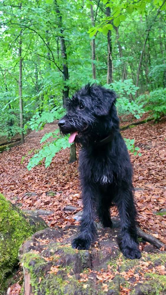 Hundetreffen-Gassi und Spielrunde-Profilbild