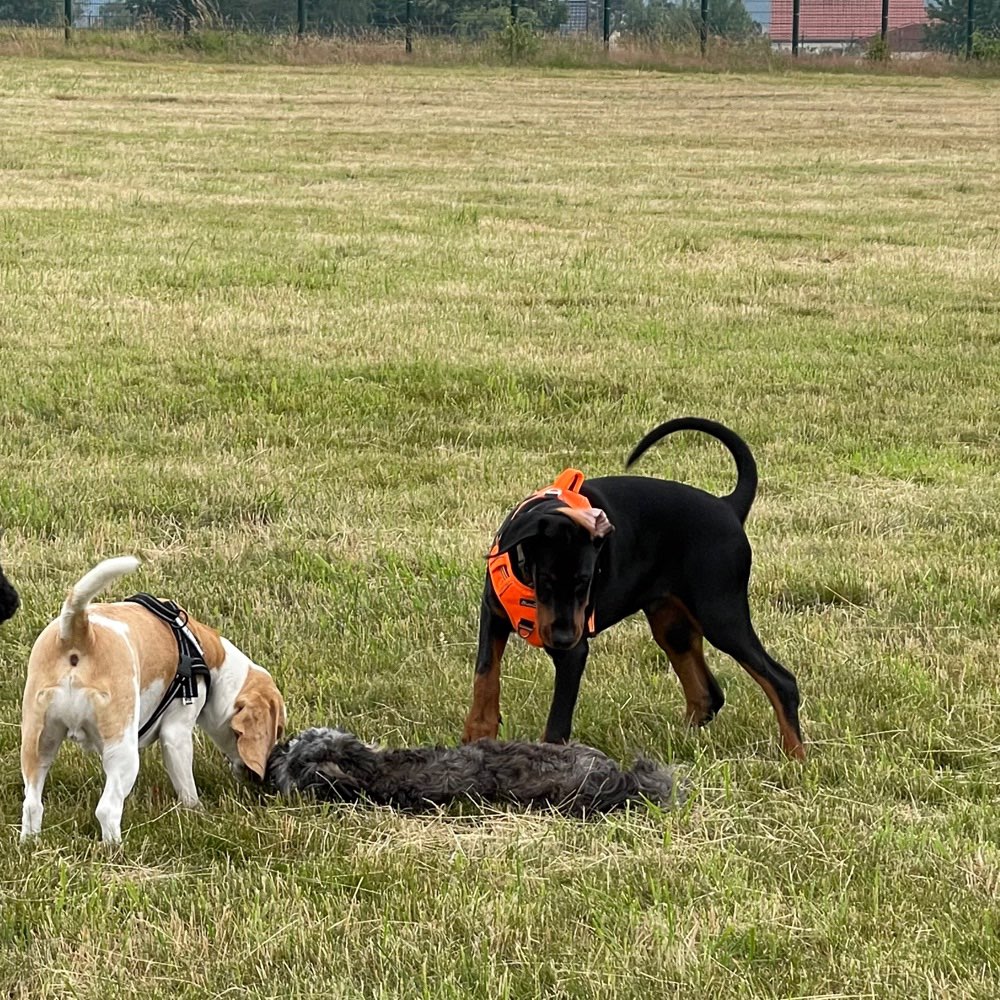 Hundetreffen-Hangar 21-Profilbild