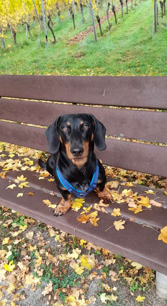 Hundetreffen-Gassirunde mit kleinen Junghunden-Profilbild