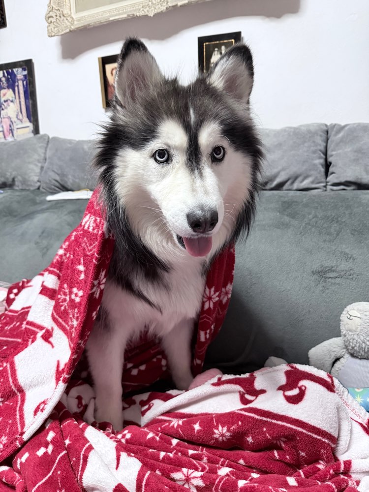 Hundetreffen-Spieltreff im Riemer Park-Profilbild