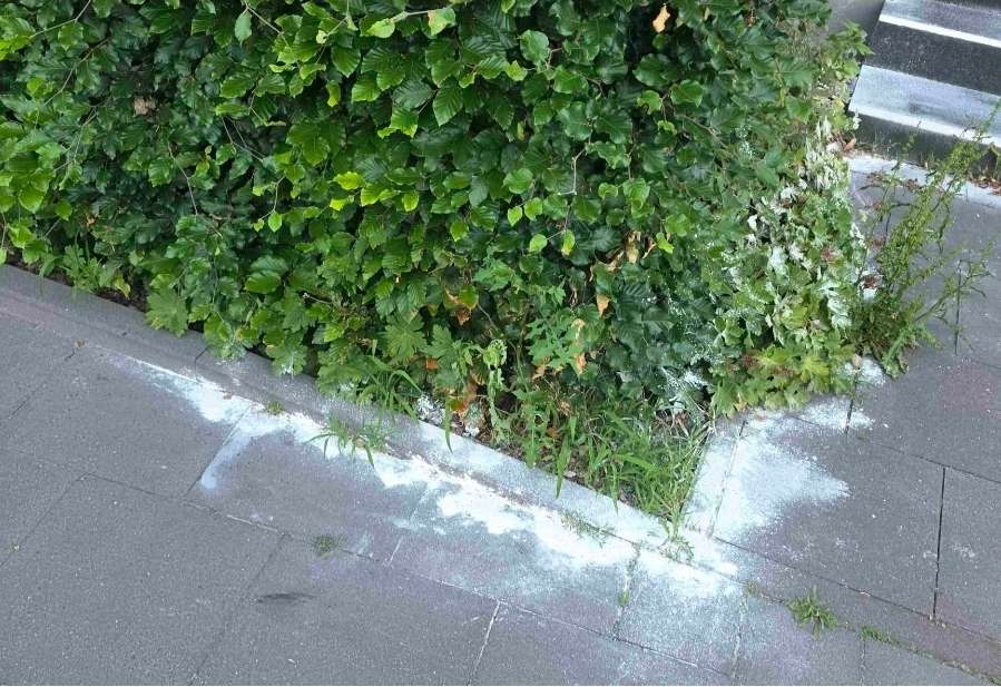 Giftköder-Ameisengift-Profilbild