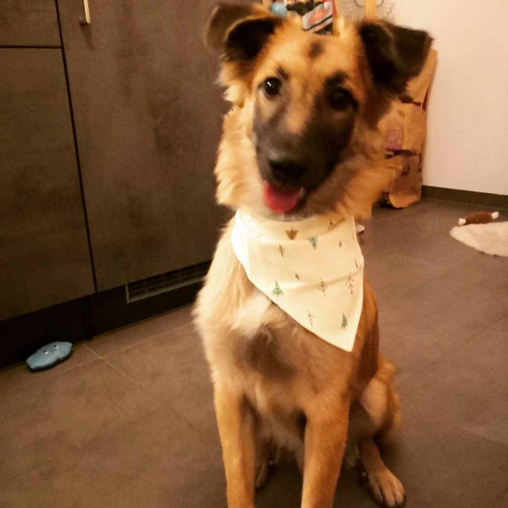 Hundetreffen-Junghundtreffen-Profilbild