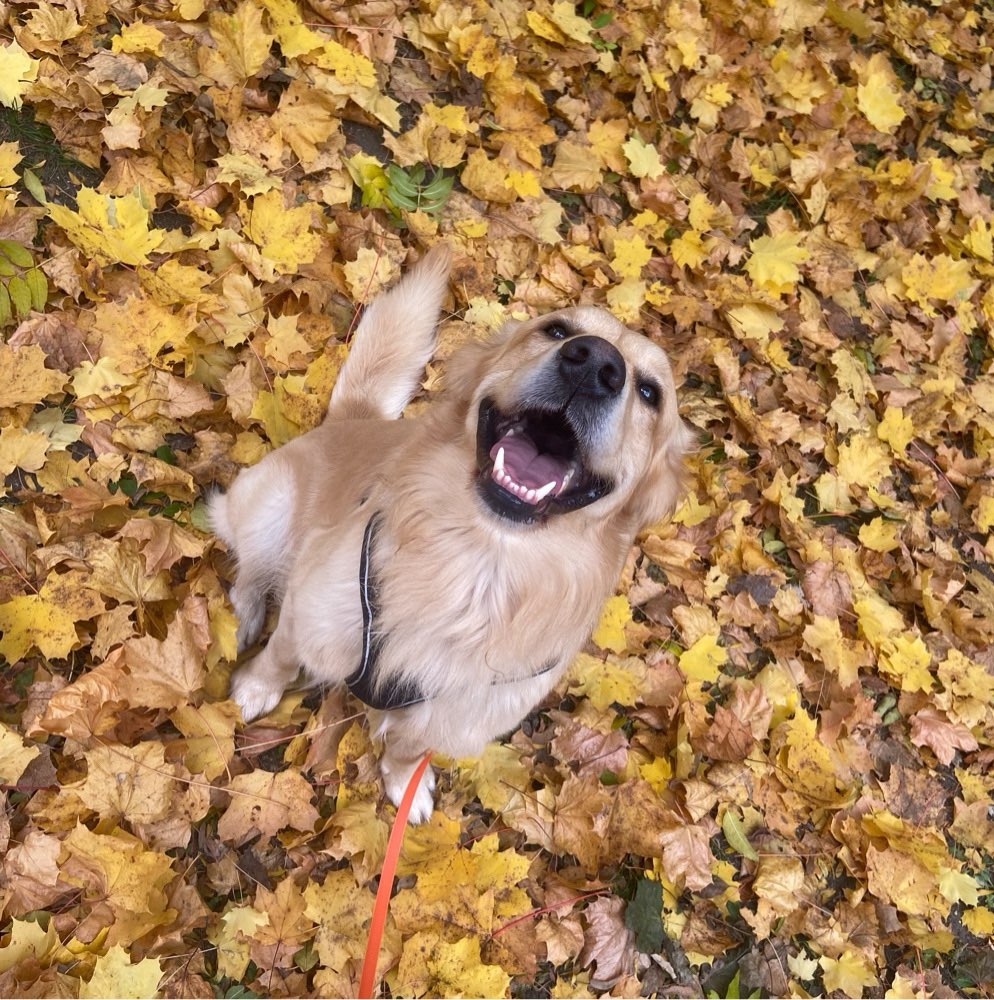 Hundetreffen-Gassi und Spielrunde im Stadt-Westen-Profilbild