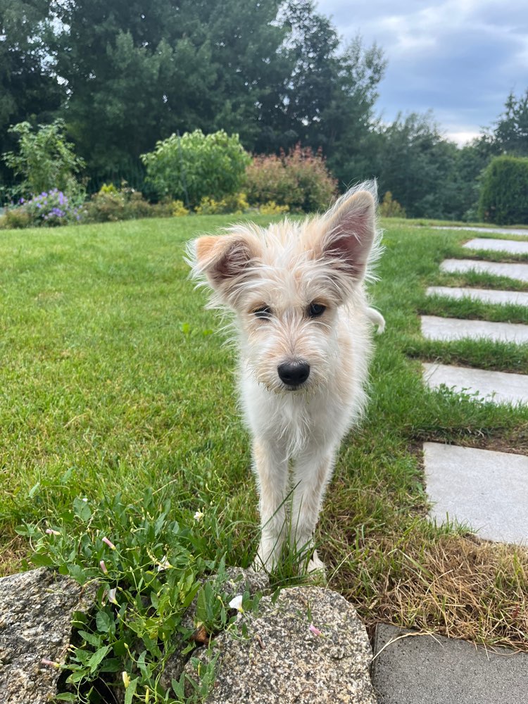 Hundetreffen-Gemeinsamer Spaziergang / Spieletreff 🐾🐶-Profilbild