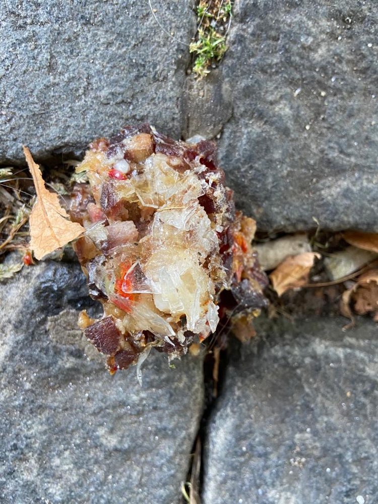 Giftköder-Wurst mit Glasscherben-Profilbild