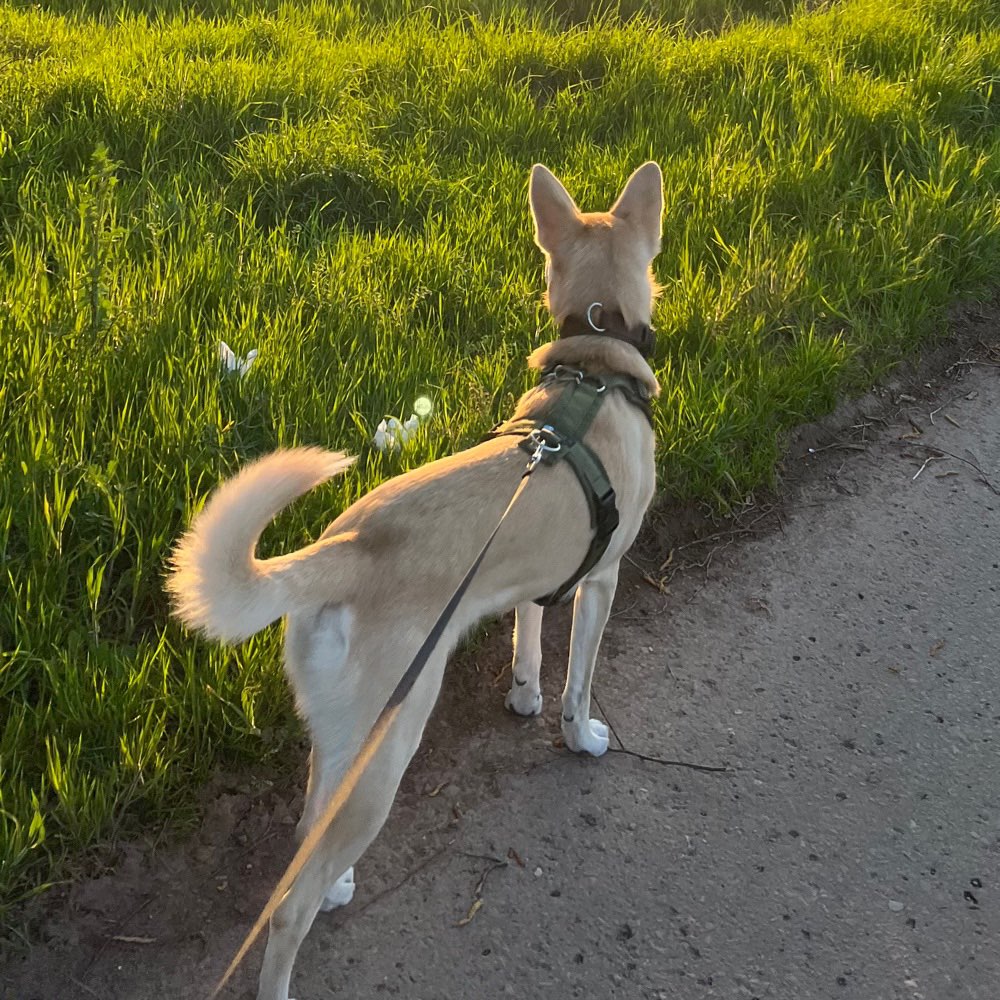 Hunde aus dem Tierschutz Banner