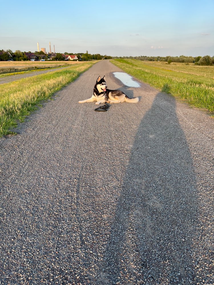 Hundetreffen-Junghundetreffen/ große Hunde in Kaiserswerth-Profilbild