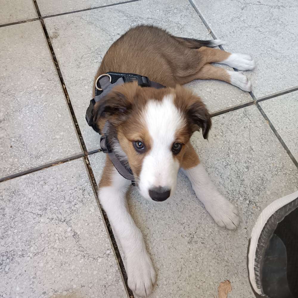 Hundetreffen-Welpenspiel, Socializing-Profilbild