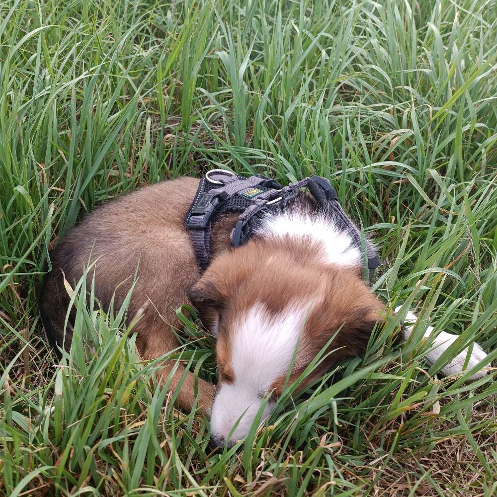 Hundetreffen-Welpenspiel Überlaufbecken-Profilbild