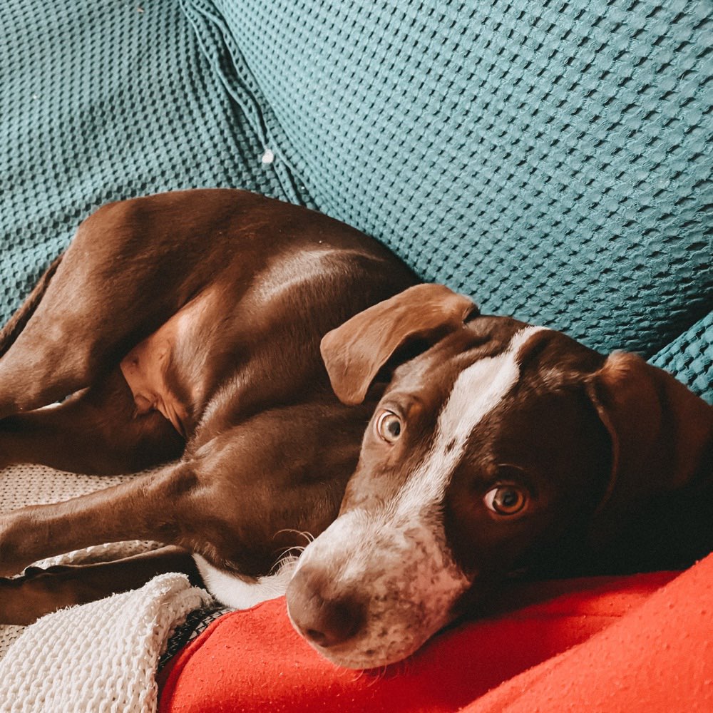 Hundetreffen-Welpenspielrunde-Profilbild