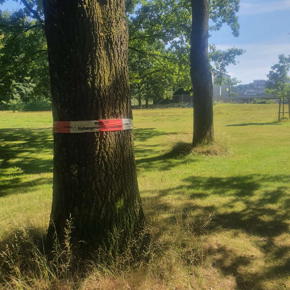 Giftköder-Eichenprozessionsspinner-Profilbild