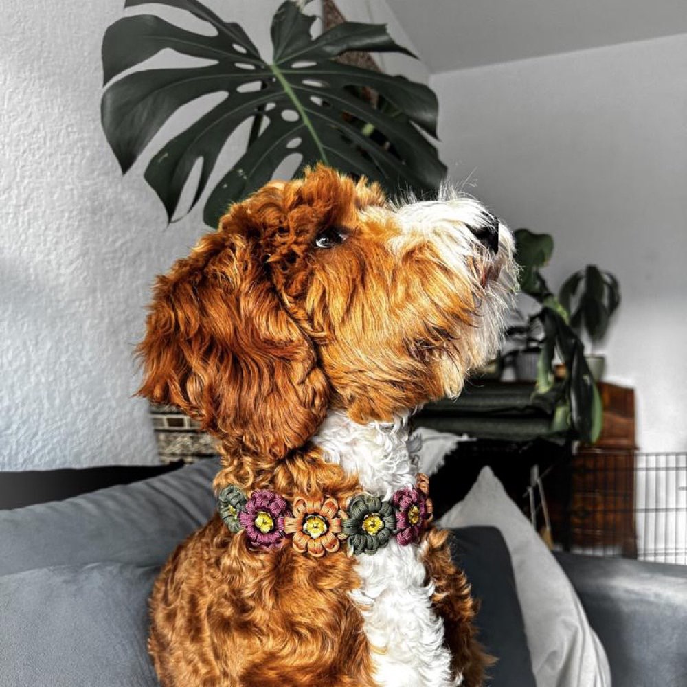 Hundetreffen-Junghunde Treffen 🐾-Profilbild