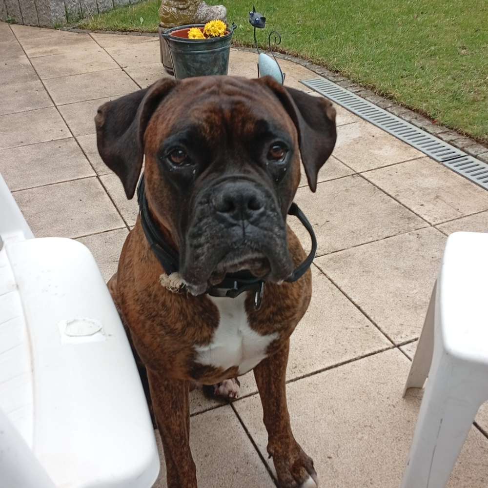 Hundetreffen-Zum Kennenlernen-Profilbild