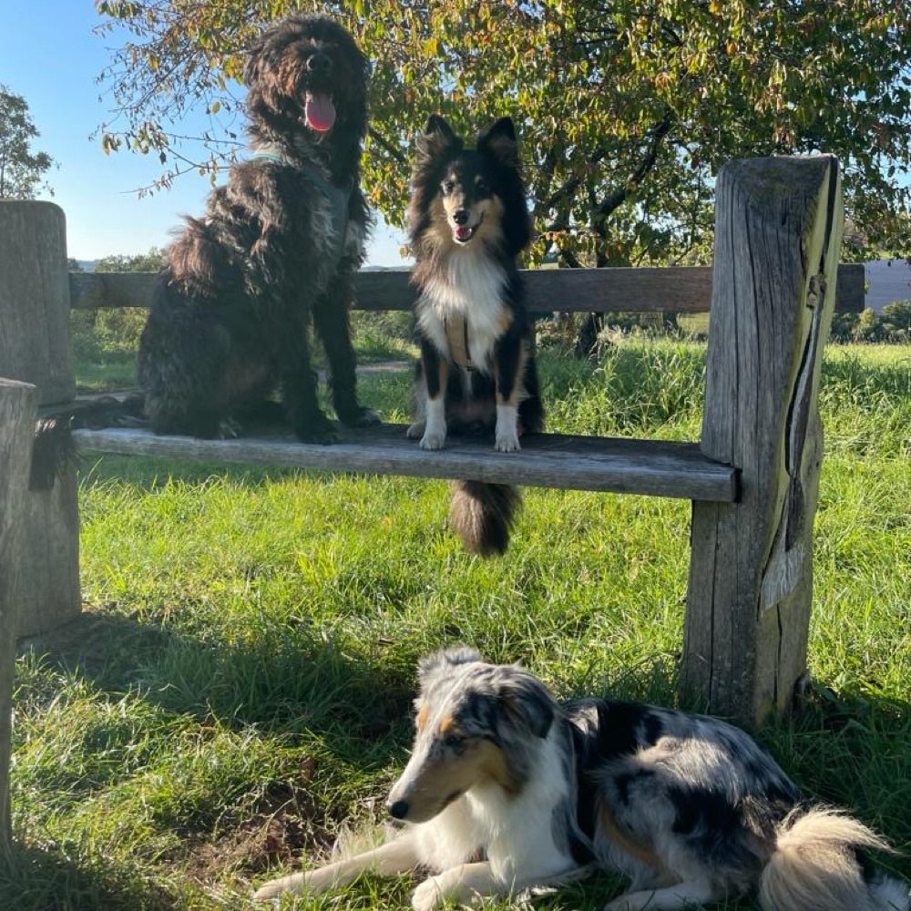 Hundetreffen-Gassirunde im Kasbruchtal und Umgebung-Profilbild