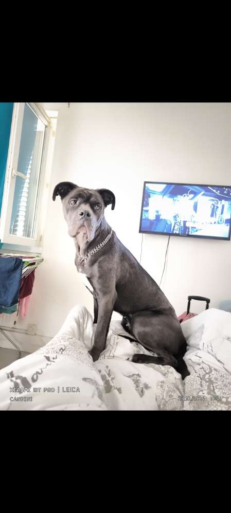 Hundetreffen-Spielfreund/in gesucht-Profilbild