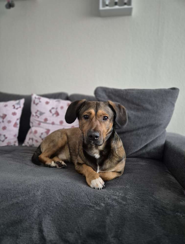 Hundetreffen-Playdates und Training🐾🩷-Profilbild