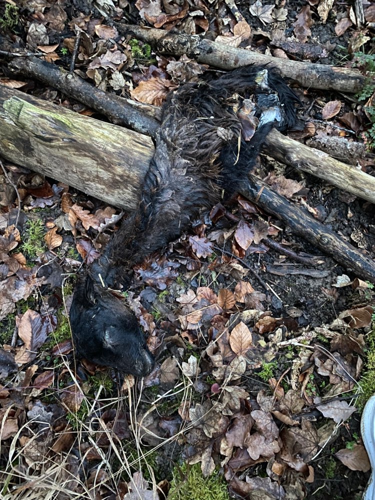 Giftköder-Ziegenkadaver-Profilbild