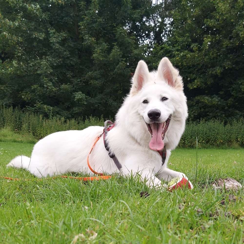 Hundetreffen-Buddy Spiel und lern Gefährte gesucht-Profilbild