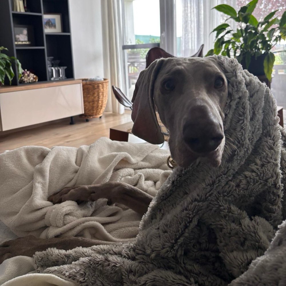 Hundetreffen-Neighbourhood walk 5th-Profilbild