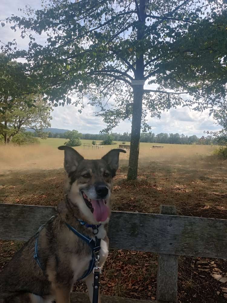 Hundetreffen-Sozialwalk-Profilbild