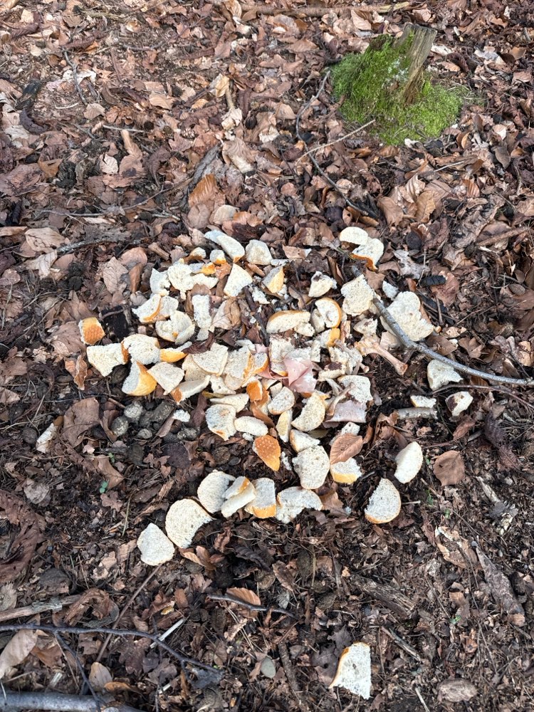 Giftköder-Evtl Giftköder-Profilbild