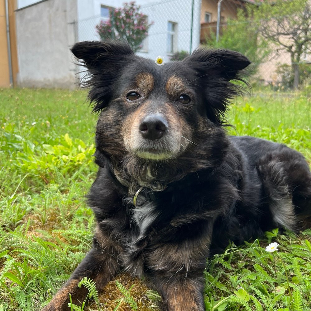 Hundetreffen-Gassi gehen und neuen Hunde Kontakt trainieren-Profilbild