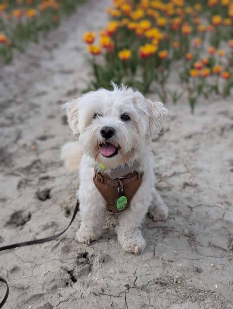 Hundetreffen-Monty ist auf der Suche nach Spielpartner-Profilbild