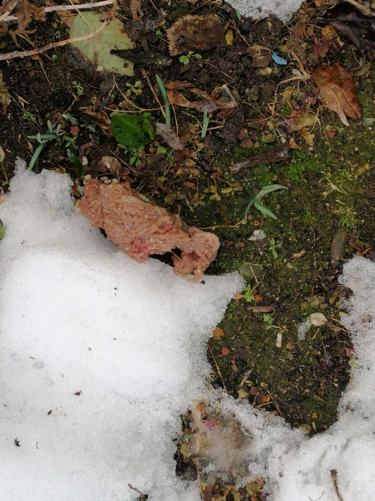 Giftköder-Gitftköder-Profilbild