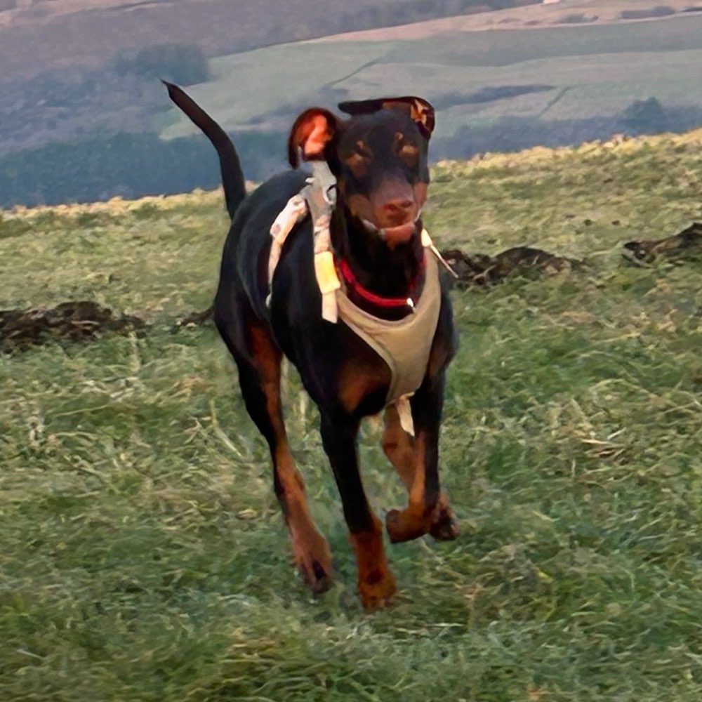 Hundetreffen-Spielen und toben beim spazieren-Profilbild
