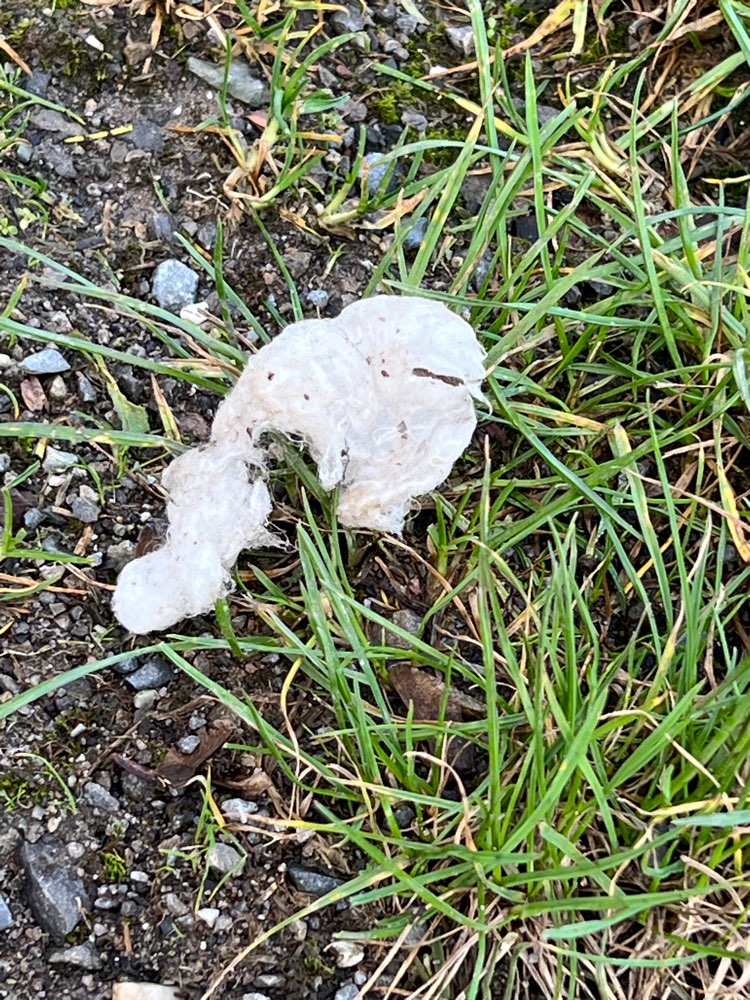 Giftköder-Rattengift am Haus Ripshorst-Profilbild