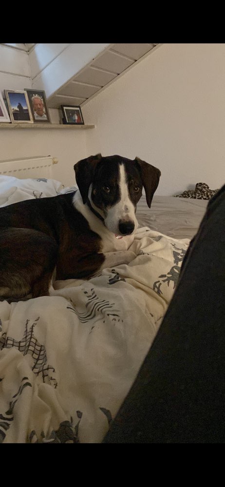 Hundetreffen-Gassi Partner gesucht-Profilbild