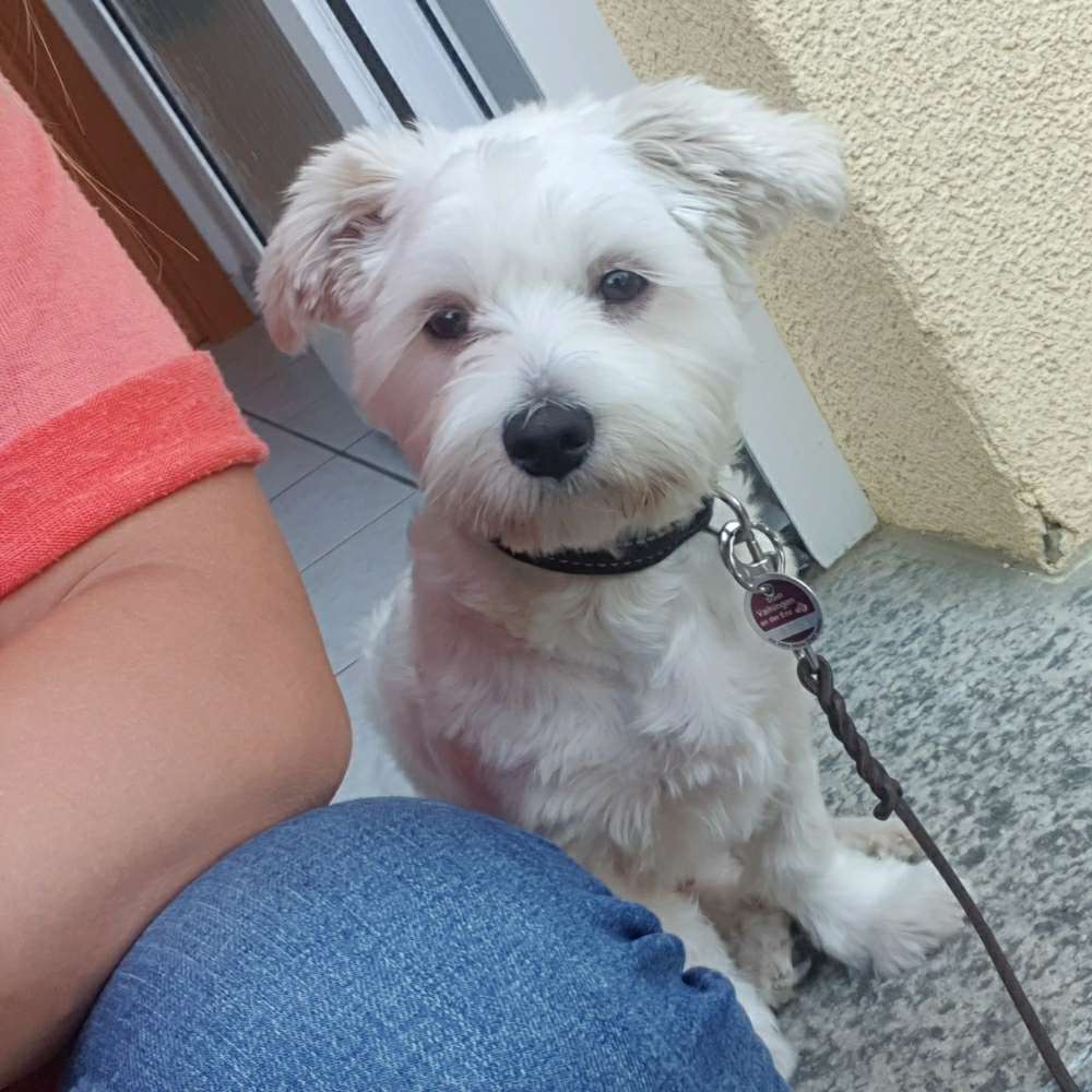 Hundetreffen-Gemeinsame Gassirunden-Profilbild