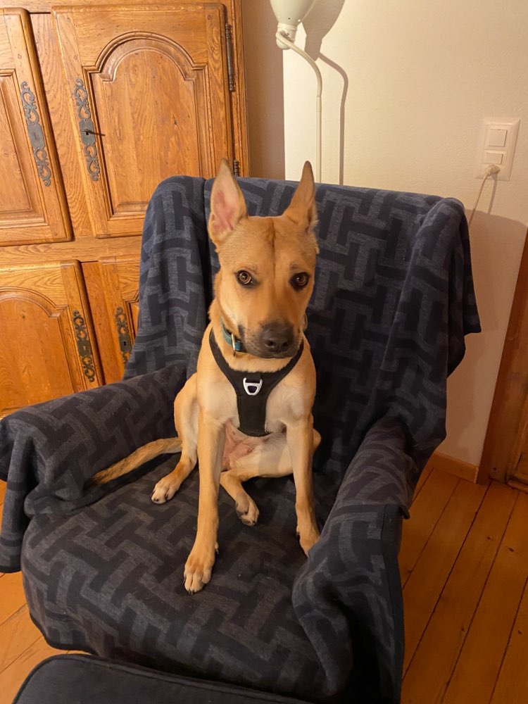 Hundetreffen-Gassi - und/oder Spielrunde Region Buchs SG-Profilbild