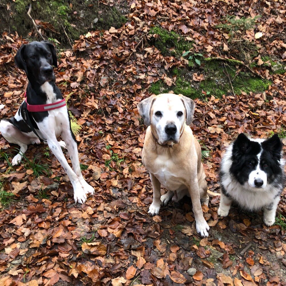 Hundetreffen-Spazier- und Spiele-Runde-Profilbild