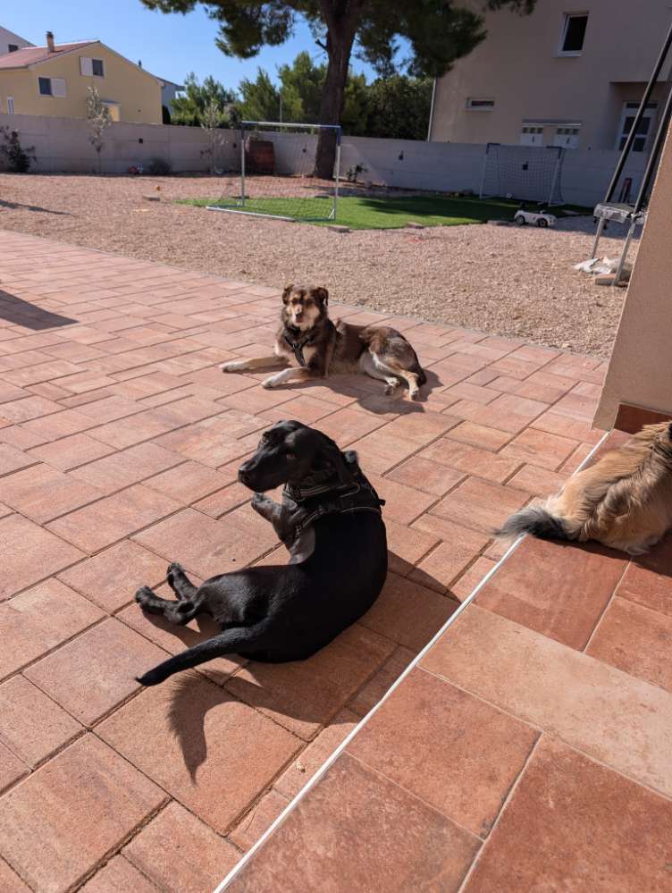 Hundetreffen-Spazieren gehen und spielen-Profilbild