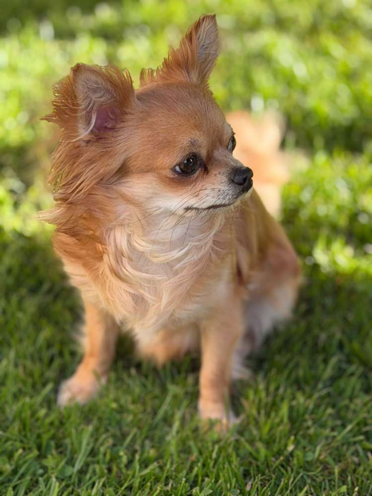 Hundetreffen-Kleine Hunde zur Spielrunde für unsere Chihuahualady gesucht-Profilbild