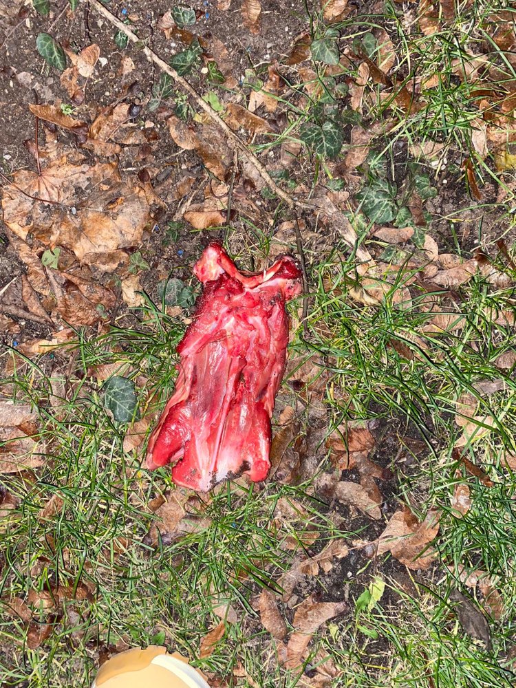 Giftköder-Großes Stück Fleisch-Profilbild