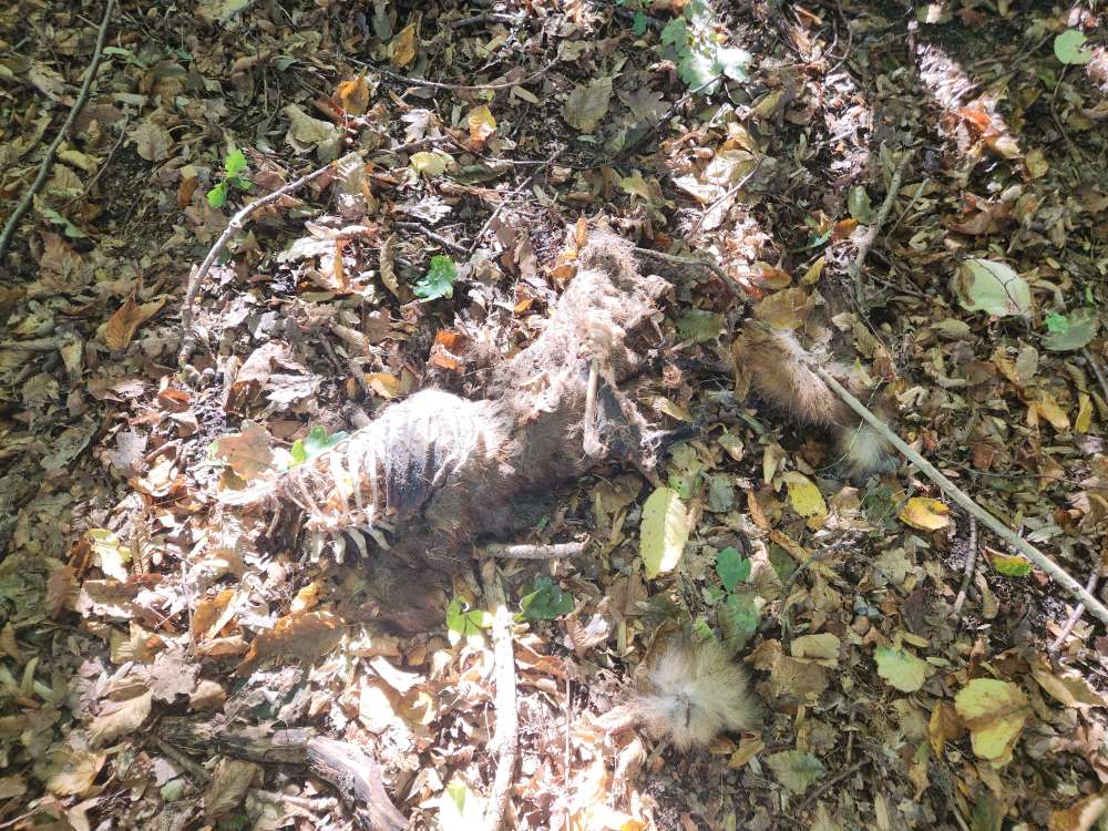 Giftköder-Toter Fuchs am Wegrand-Profilbild