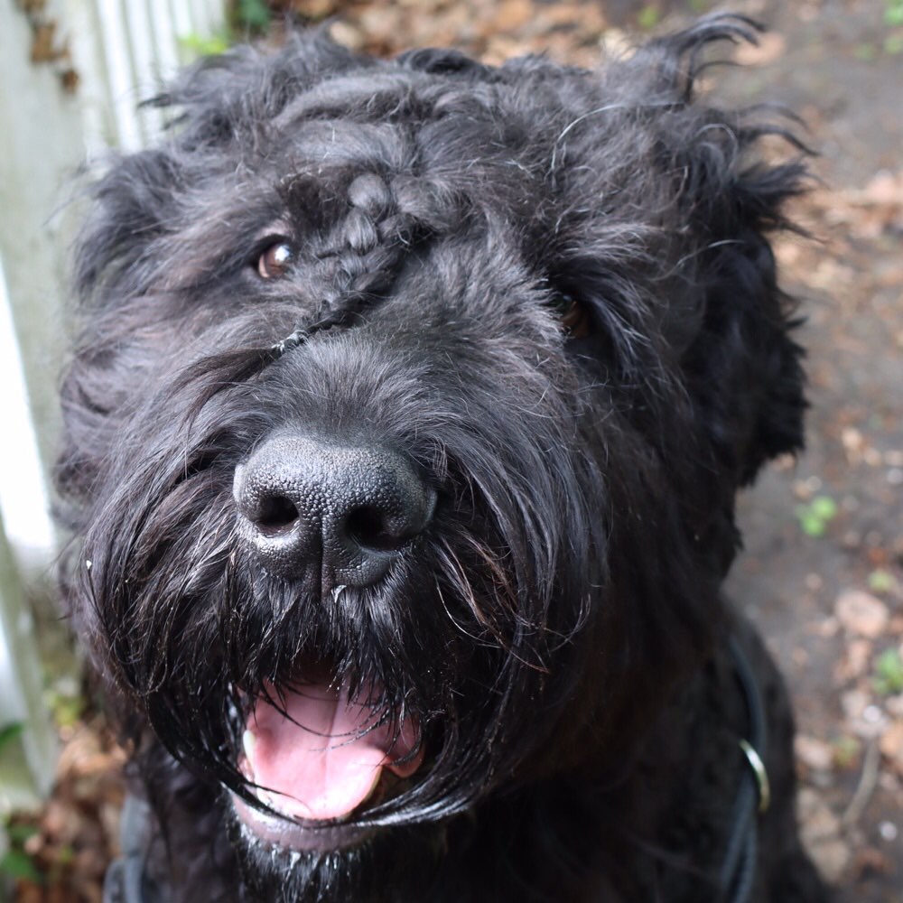 Hundetreffen-Spaziergänge mit ein bisschen Training-Profilbild