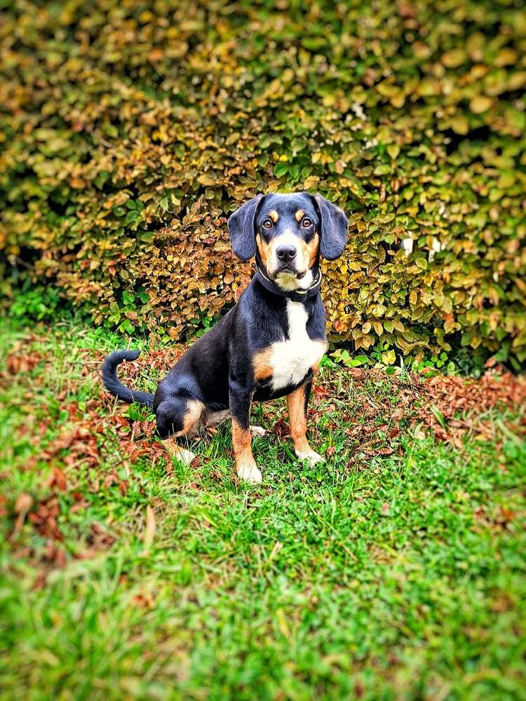 Hundetreffen-Sozialisierung/Spielrunde-Profilbild