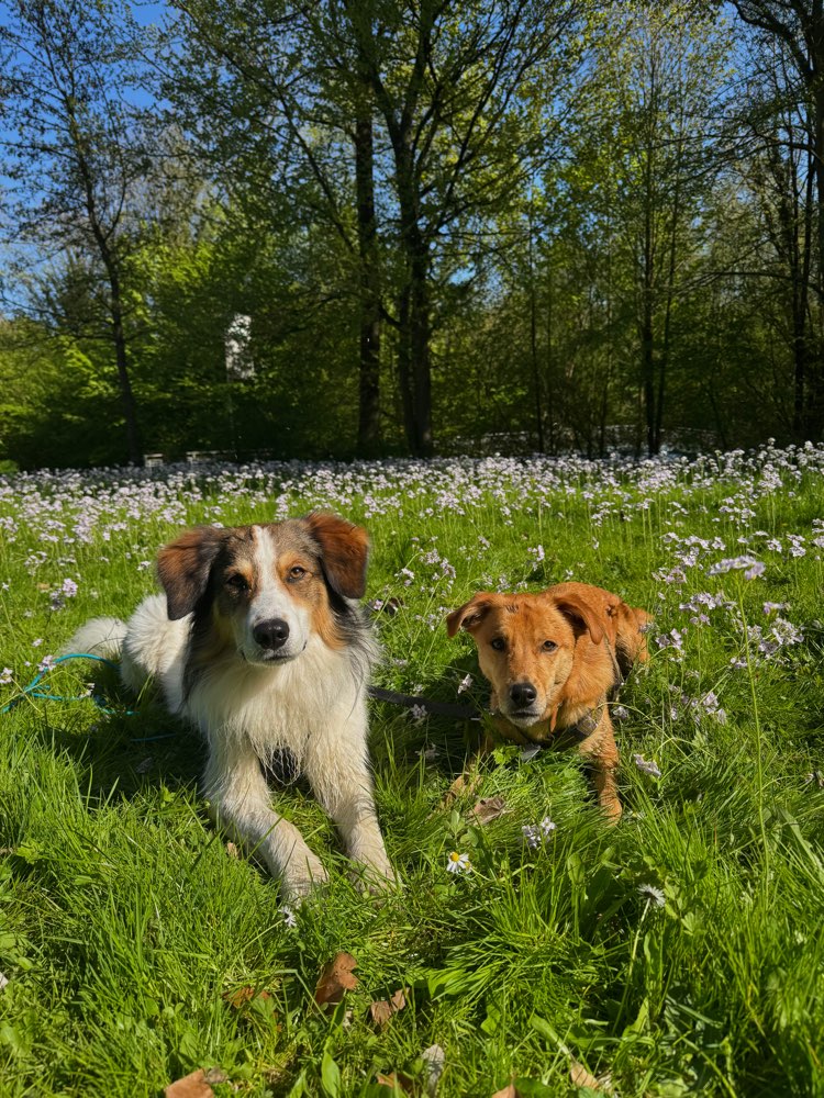 Hundetreffen-Gassirunden für deinen Hund-Profilbild
