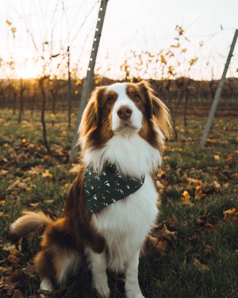 Hundetreffen-Spielrunde mit Buddy-Profilbild