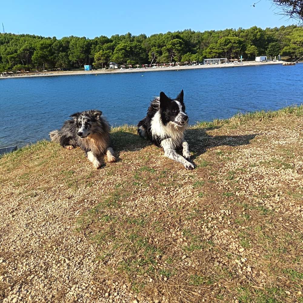 Hundetreffen-Hundetreffen mit Gassi gehen zum spielen-Profilbild