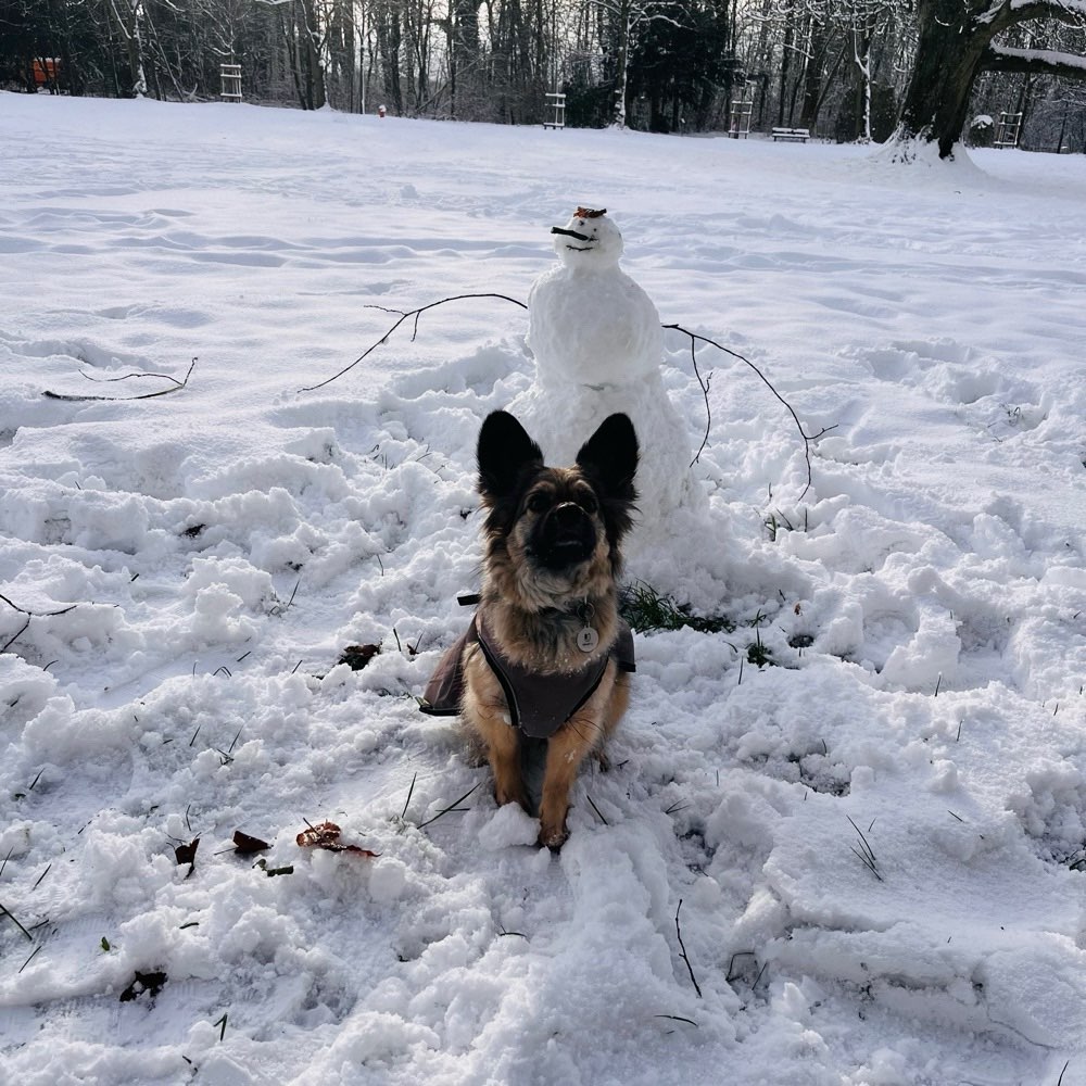 Hundetreffen-Hundekumpel zum Spielen-Profilbild